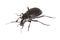 Ground beetle (Carabus hortensis)