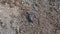 Ground beetle /Carabus hortensis/ climbs the ground slope