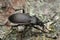 Ground beetle, carabus hortensis on wood