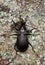 Ground beetle, carabus hortensis on wood