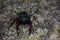 Ground-beetle close up
