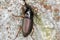 A ground beetle Harpalus sp. adult predatory beetle, apredator of small invertebrates on bark