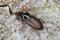 A ground beetle Harpalus sp. adult predatory beetle, apredator of small invertebrates on bark