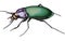 Ground Beetle Illustration