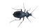 Ground beetle insect