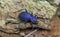 The ground beetle Latin Carabidae is lilac-colored on the bark of trees and dry leaves. Insects