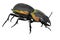 Ground Beetle Macrophotography