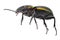 Ground Beetle Macrophotography