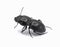 Ground beetle - Pasimachus elongatus black shiny shell side view, isolated cutout on white