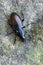 A ground beetle - Pterostichus foveolatus