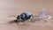 The ground beetle walks on the floor and pulls a tuft of dust