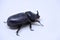 Ground beetles isolated on white background