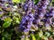 Ground cover - the Bugleweed or Carpet bugle Ajuga reptans â€˜Palisanderâ€™ flowering with short spikes of deep blue flowers in