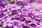 Ground cover carpet purple flowers, floral background