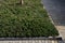 Ground cover, evergreen conifer. densely growing, deep green variety with soft needles. It grows into a wide pillow with slightly