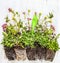 Ground cover plant and green garden scoop on rustic wooden background