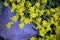 Ground cover plants during the flowering period. Beautiful flowering garden shrubs blooming in summer. Close-up yellow flower on a