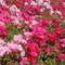 Ground-cover rose with abundant pink blossoms