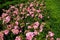 Ground cover rose, Rosa \\\'Palmengarten Frankfurt\\\', blooms with dark pink flowers in July in the park. Berlin, Germany