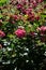 Ground cover rose, Rosa \\\'Palmengarten Frankfurt\\\', blooms with dark pink flowers in July in the park. Berlin, Germany