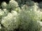 Ground cover vegetative plant lichen moss vegetation of the tundra flora macro close