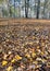 Ground covered with golden leaves in the forest