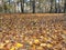 Ground covered with golden leaves in the forest