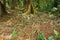 Ground covered by tree roots in jungle Costa Rica