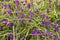 Ground covering perennial Tradescantia plant with small purple flowers