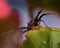 Ground crab spider Xysticus audax male