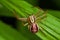 Ground crab spiders Xysticus cristatus