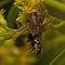 Ground crab spiders Xysticus cristatus female