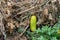 On the ground in a dry tops lies a green cucumber.