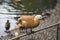 A ground duck, Tadorna ferruginea, sits on a metal fence in a pond. Nature, ornithology,