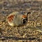 Ground feeding male Gambel`s Quail