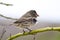 Ground finch bird in the Galapagos islands