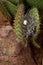 Ground Finch Nest in Cactus   832508
