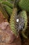 Ground Finch Nest in Cactus   832510