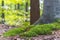 The ground of this forest near Nunspeet, the Netherlands, is largely covered with beautiful moss