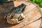 Ground frog, toad Latin Bufonidae sitting on a wooden Board, selective focus