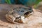 Ground frog, toad Latin Bufonidae sitting on a wooden Board, selective focus