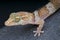 Ground gecko / Paroedura bastardi