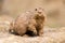 Ground hog marmot animal close up portrait oudoors