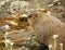 Ground hog marmot day close up