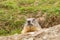 Ground hog marmot day portrait