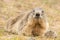 Ground hog marmot day portrait