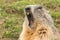 Ground hog marmot day portrait