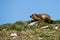 Ground hog marmot portrait while looking at you