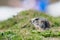 Ground hog marmot portrait while looking at you