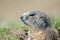 Ground hog marmot portrait while looking at you